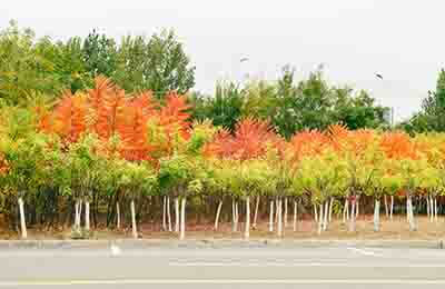 城市道路的綠化設計